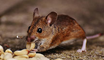 24 Hour & Emergency Exterminators in La Jara, NM